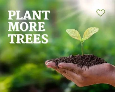 Hand holding newly planted tree